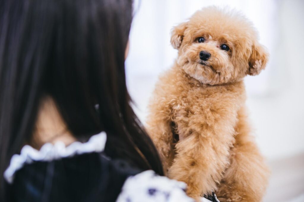 愛犬との触れ合い