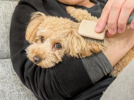 ブラッシングを嫌がるワンちゃん
