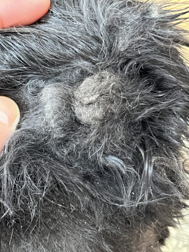 耳の後ろ付け根に出来た皮膚に張り付いた毛玉
